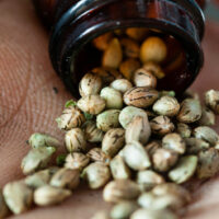 What Are the Best Cannabis Seeds for Beginners?