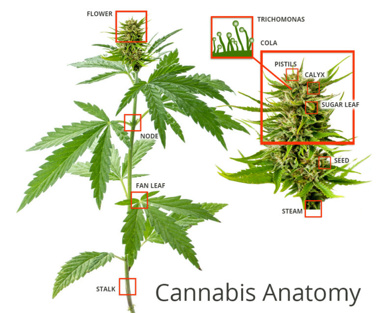 What is Weed? Your Complete Guide to Understanding Cannabis