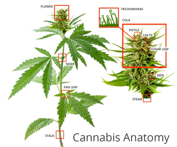 Parts Of A Marijuana Bud