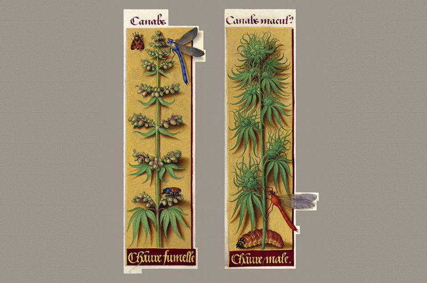 Cannabis book of hours