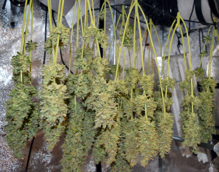 How To Dry Weed (with Pictures) Expert Drying and Curing Guide