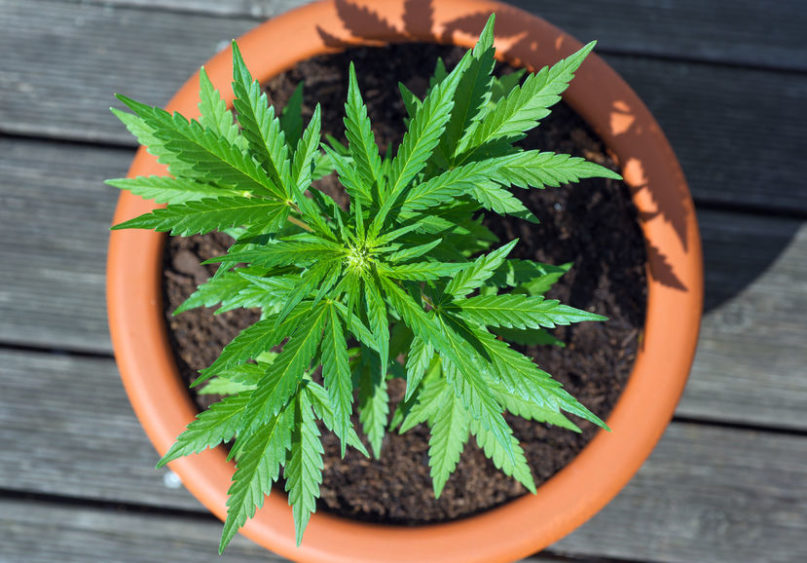 Cannabis in vegetative stage