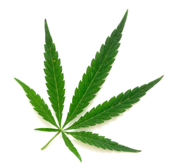 Cannabis leaf