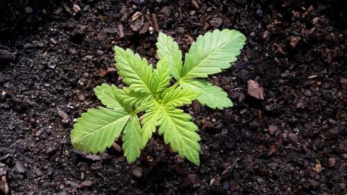 cannabis-plant-in-seedlig-stage