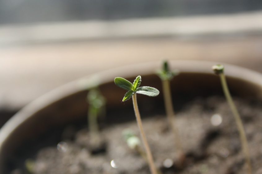 Cannabis seedling