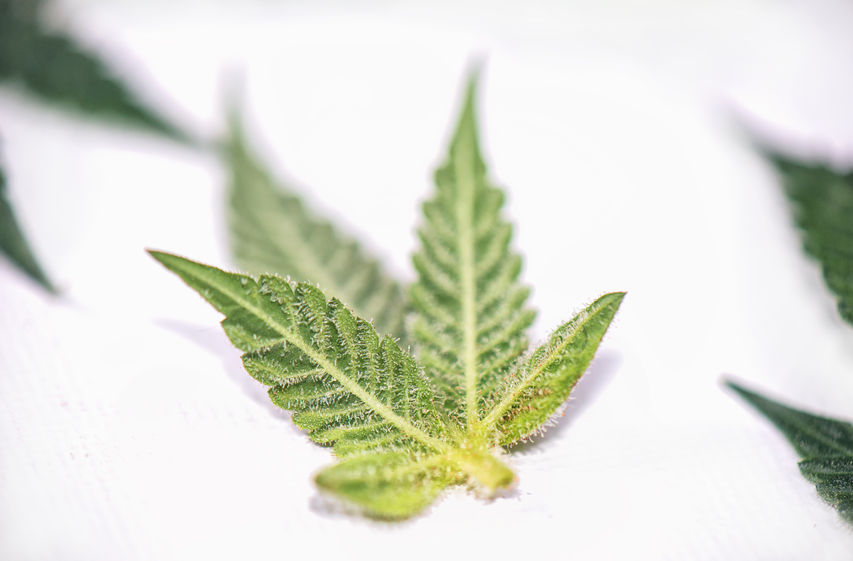 Cannabis sugar leaf
