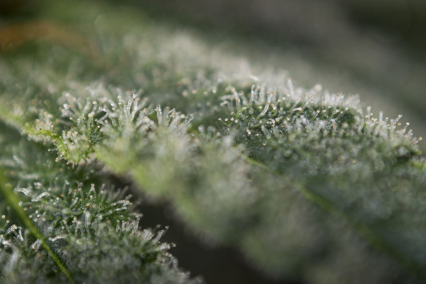 Cannabis trichomes