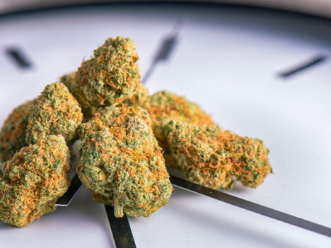 Does Weed Go Bad? Here’s How Long Weed Lasts
