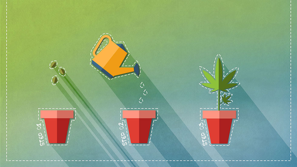 How to grow weed