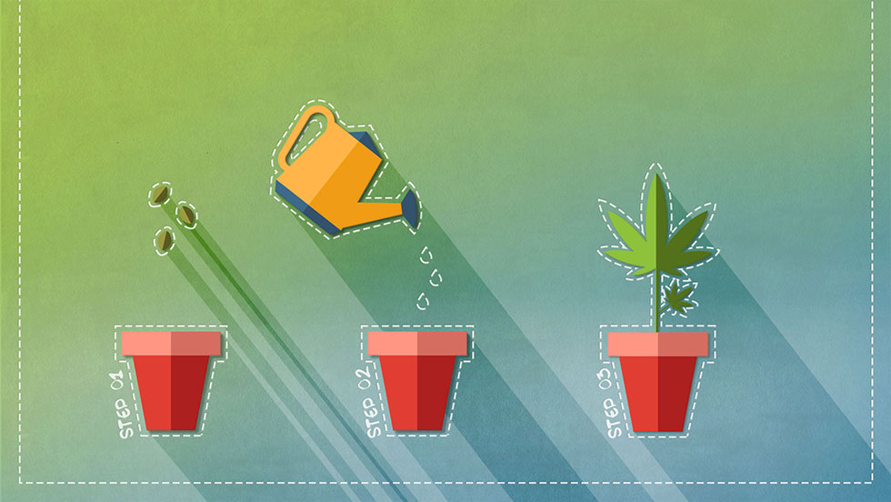 Cannabis Grow Cycle Chart