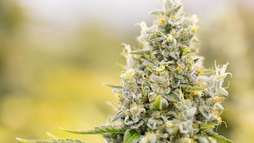 How to harvest cannabis