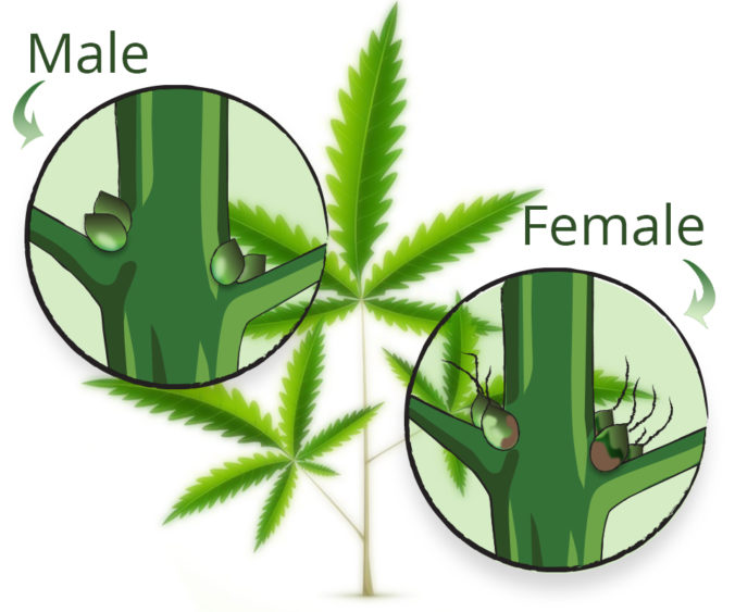 Male and female cannabis