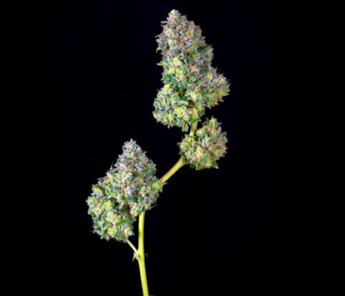 How To Dry Weed (with Pictures): Expert Drying And Curing Guide