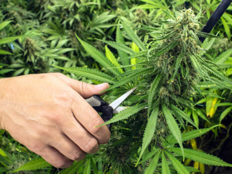 When to Harvest Cannabis? 4 Telltale Signs