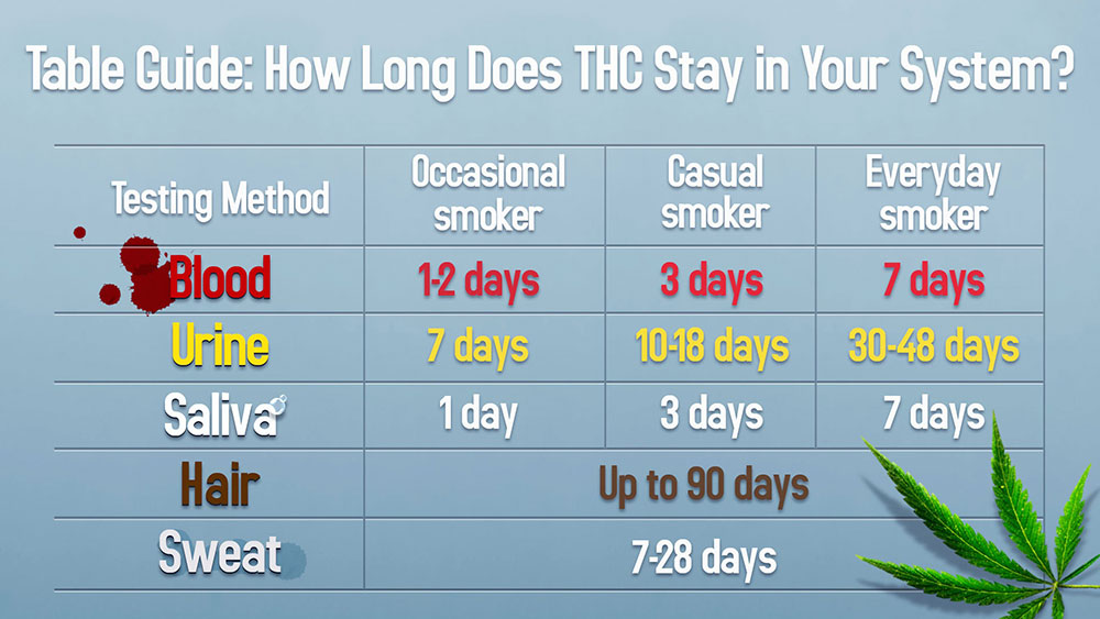 Here's How Long Weed and Edibles Stay in Your System [Chart]