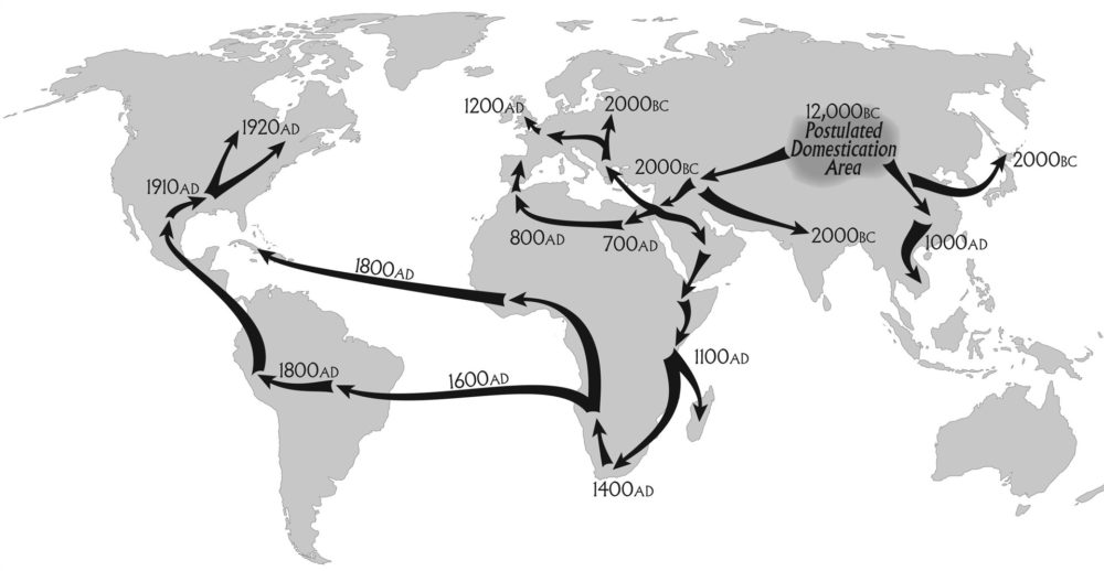 Weltkarte über die Herkunft & Verbreitung der Hanfpflanze