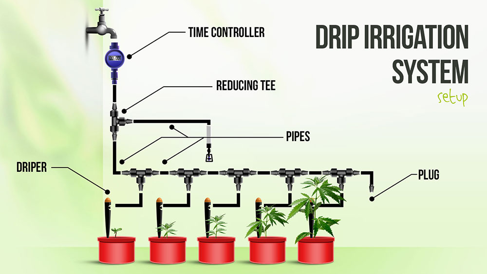 Drip Irrigation System for Growing Cannabis