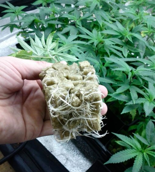 Cannabis plant clones
