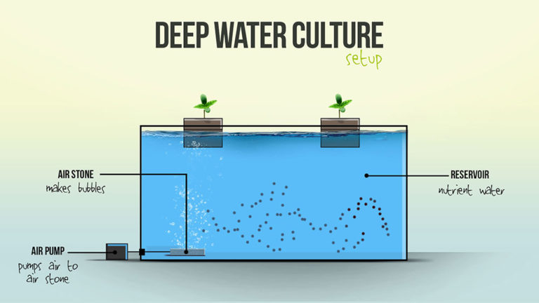 Deep Water Culture Hydroponic System For Growing Indoors