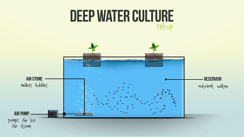 Deep water culture system