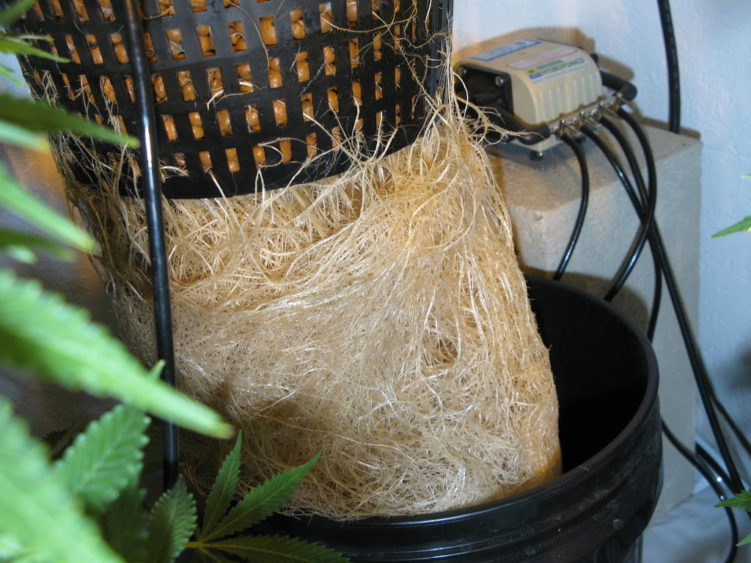 Roots of a cannabis plant grown in a hydroponic setup