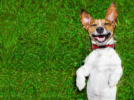CBD Oil for Dogs: 9 Health Benefits (Dosage Guide Included)