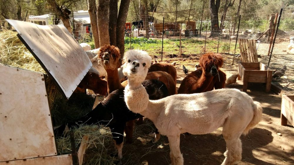 alpacas