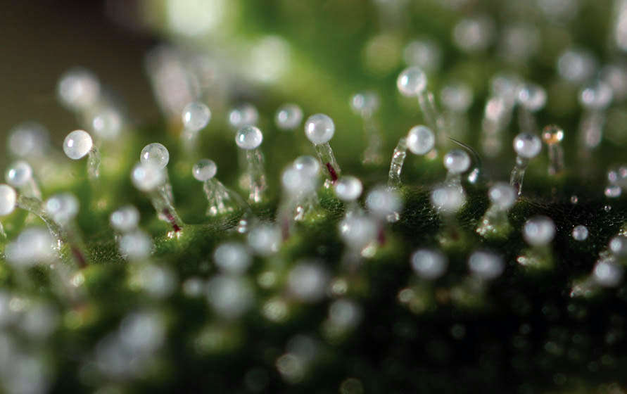 Cannabis trichomes