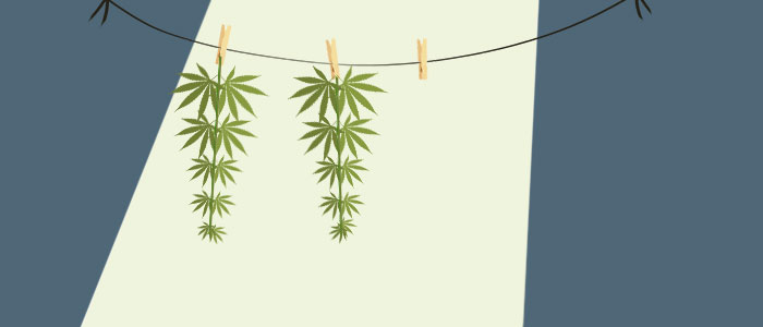 How to dry weed