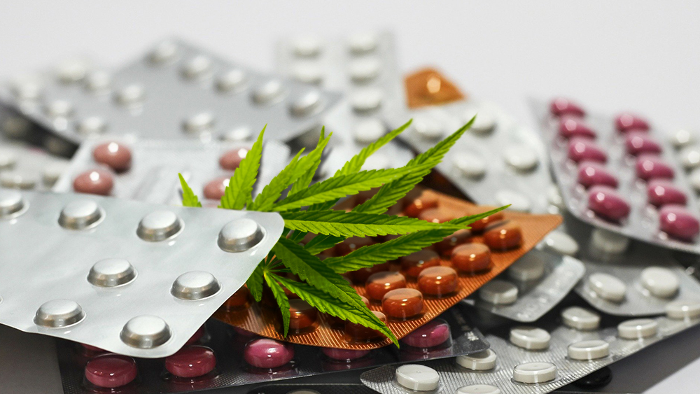 medical cannabis vs opioids
