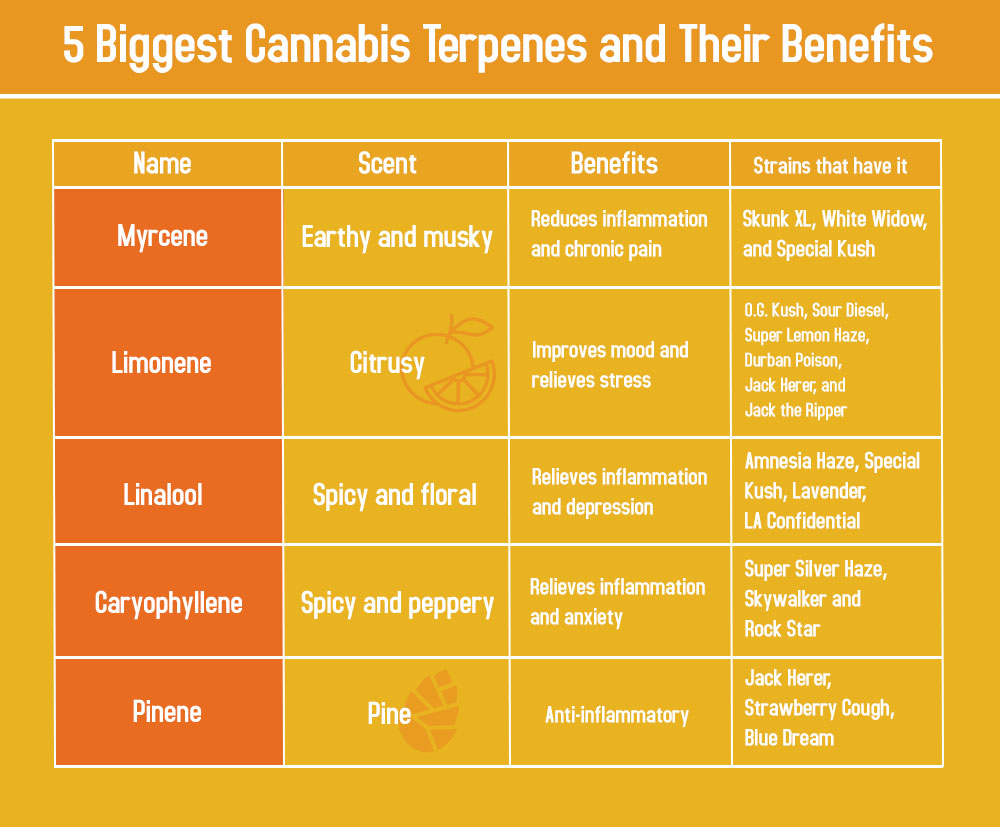 List of Major Terpenes and Their Health Benefits (Chart)