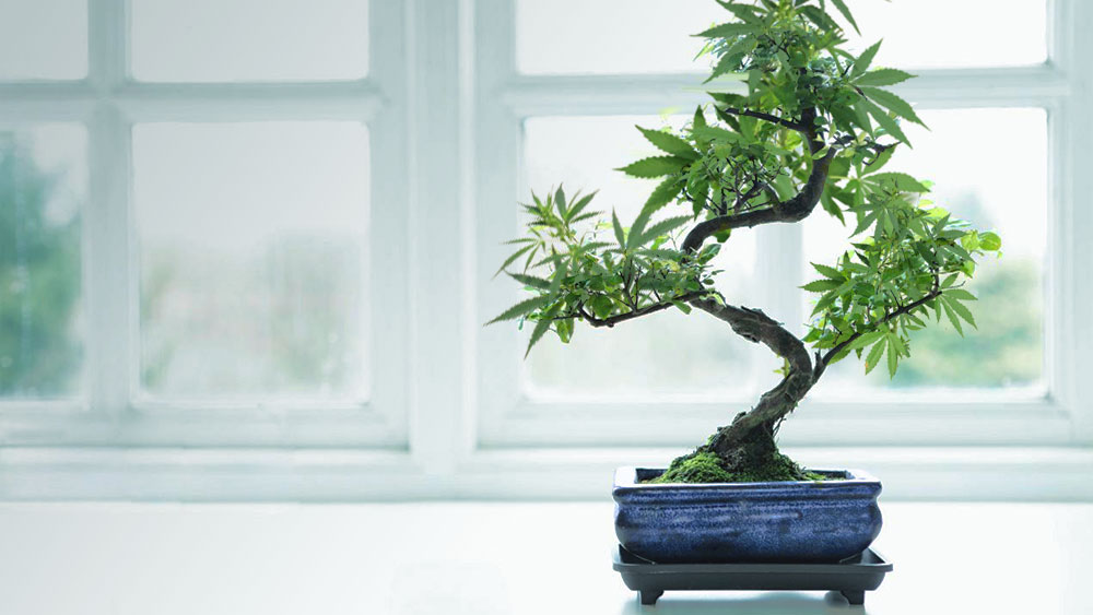 Bonsai weed tree