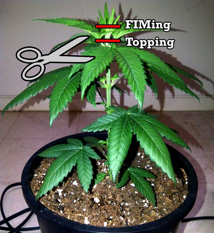 topping and fiming