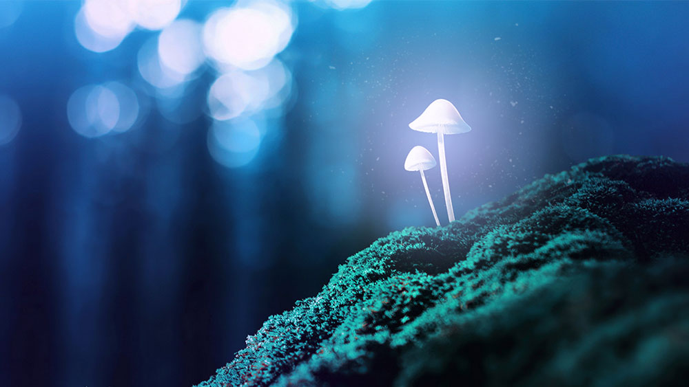 Magic mushrooms