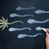 Cannabis and Sperm: Does Pot Impede Male Fertility?