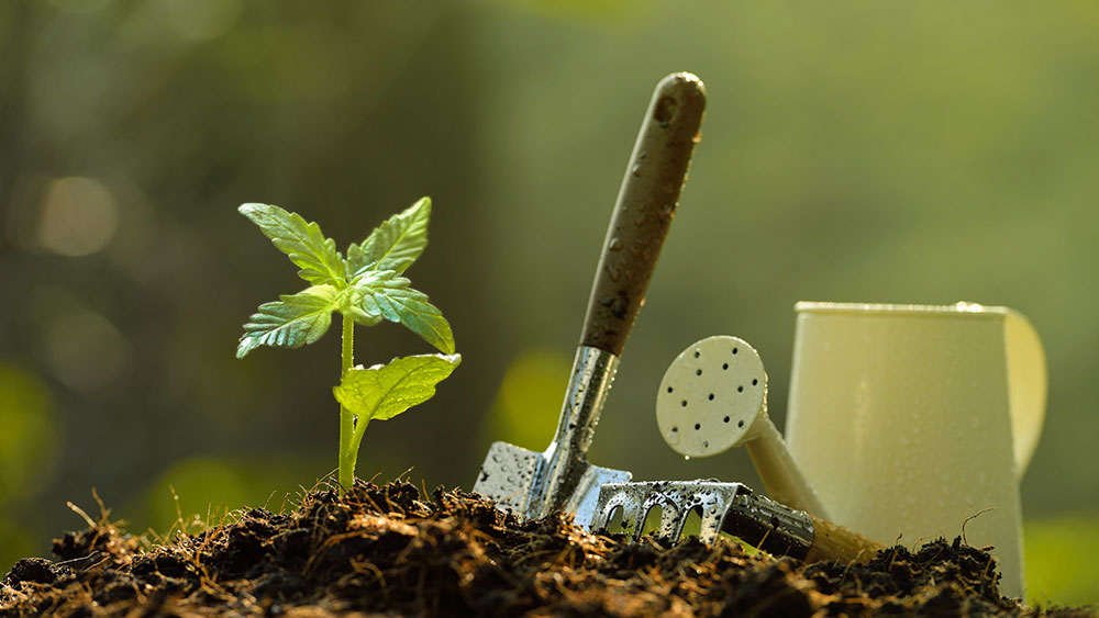 how to grow weed outdoors in soil