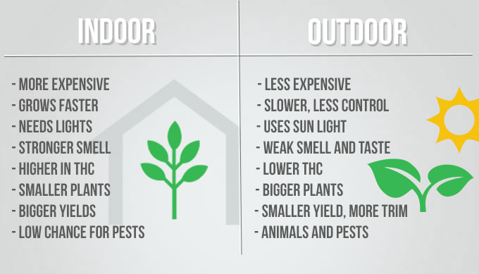 Indoor vs outdoor weed growing comparison table