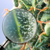 Exploring Trichomes, the Key to the Power of Cannabis
