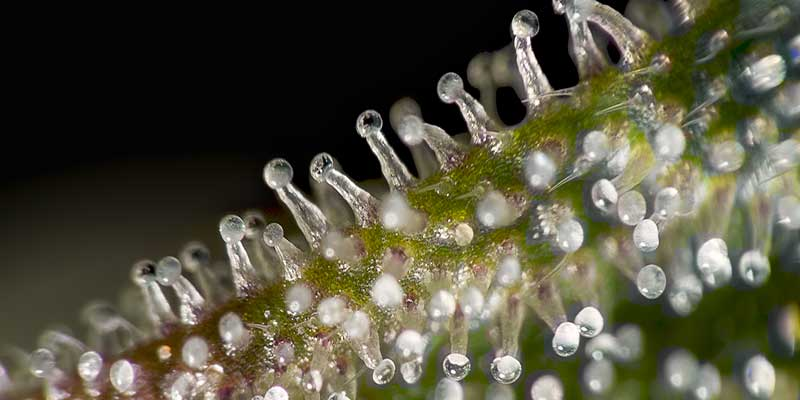 Trichomes up close