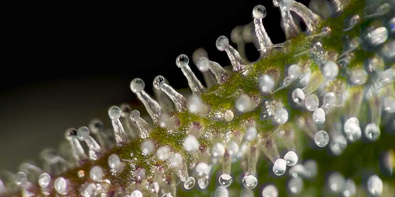 Trichome Color Chart