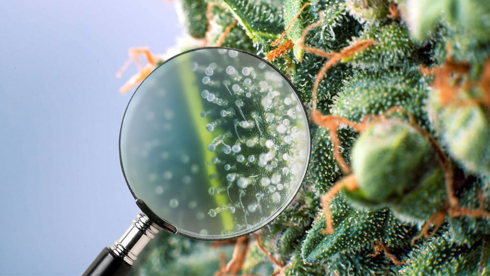 The Best Magnifiers to Identify Trichome Stages