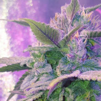 Pink Kush strain review: Not that pink but still worth trying