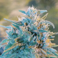 Blue Dream strain: A potent cross of Blueberry and Haze