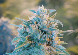 Blue Dream strain: A potent cross of Blueberry and Haze