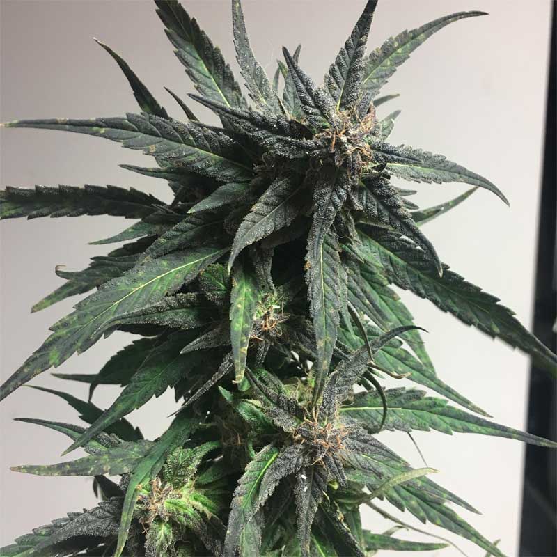 Blue Dream whole plant