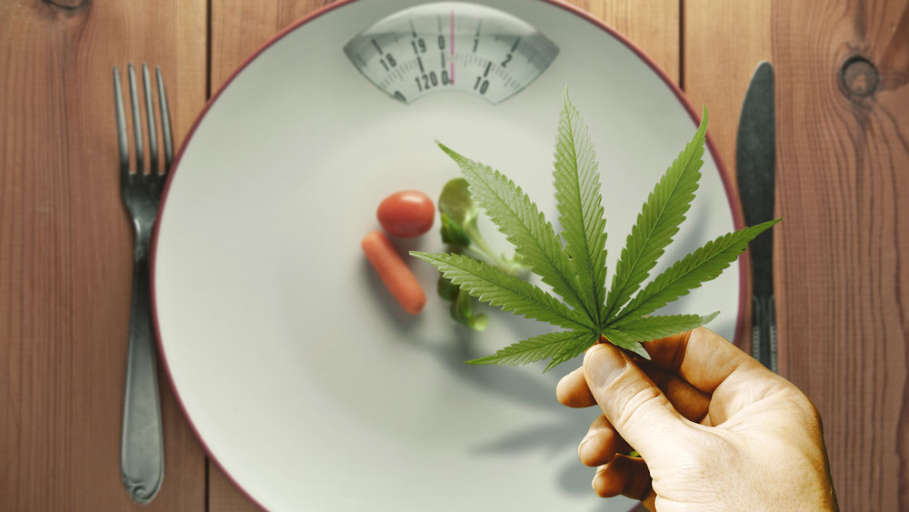 Cannabis and eating disorders