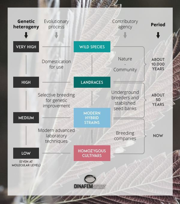 Cannabis genotypes