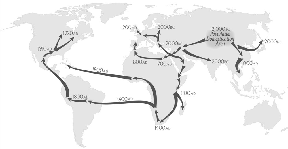 Cannabis in the world