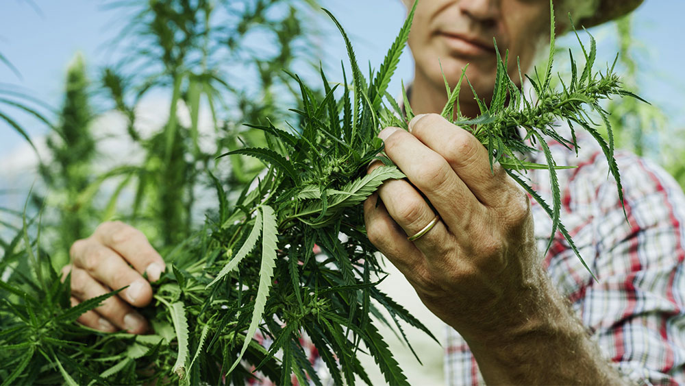 Landrace strains