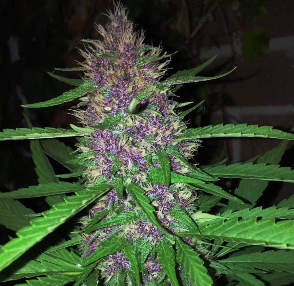 Purple Kush strain review Representing the purple phenotype